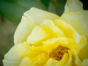 Yellow rose in a garden. Havana rose garden