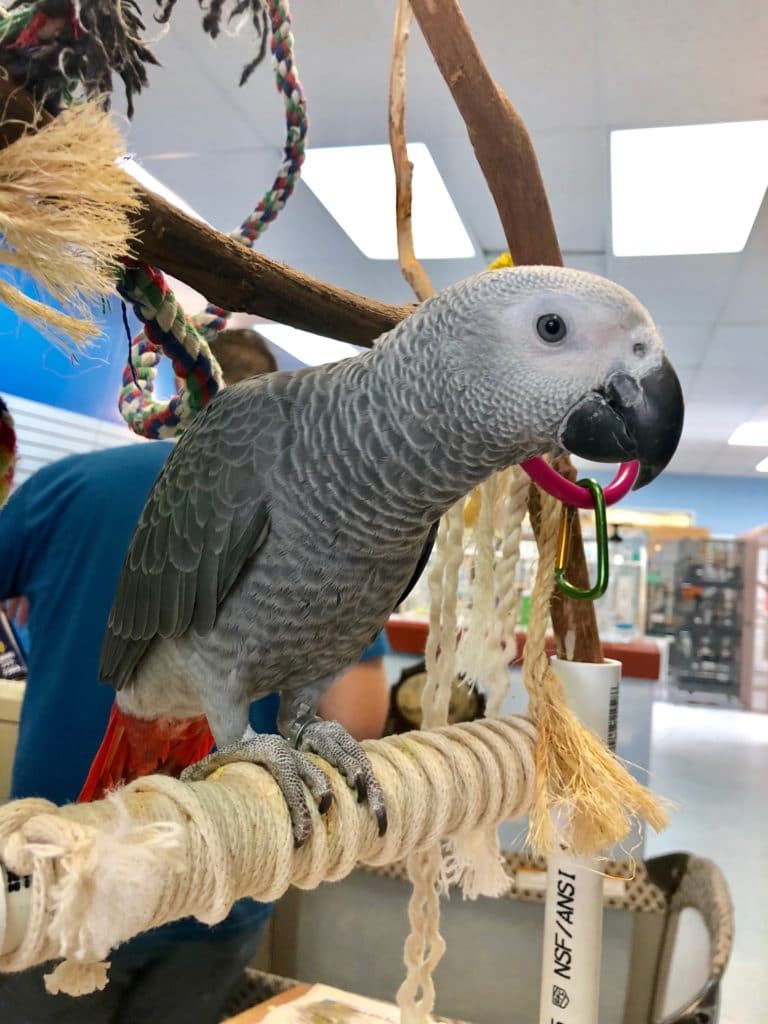 EBE Denver bird On Havana Street Aurora, CO