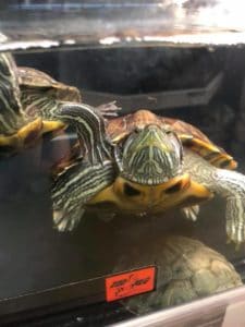 petco red eared slider